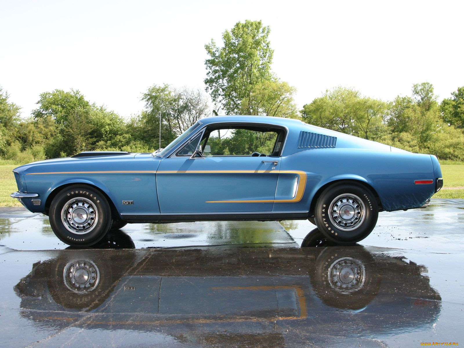 , mustang